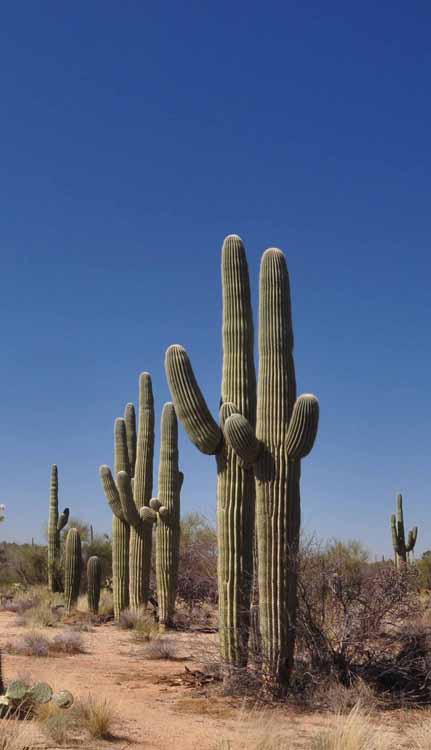 saguaros